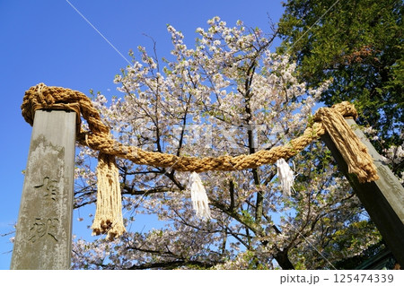 日本の横浜市にある伊勢山王大神宮と桜 125474339