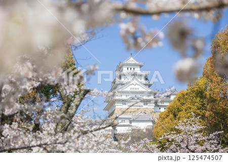 桜に包まれる姫路城 125474507
