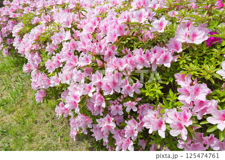 ツツジの花が咲いています 清々しいツツジ 街路樹 植木 つつじ ツツジ ツツジ科 ツツジの花が咲いています 清々しいツツジ 街路樹 植木 つつじ ツツジ ツツジ科 125474761
