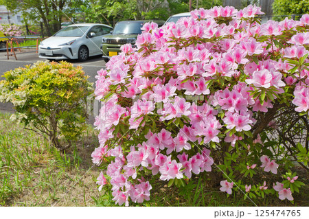 ツツジの花が咲いています　清々しいツツジ　街路樹　植木　つつじ　ツツジ　ツツジ科 125474765