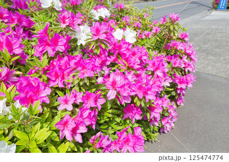 ツツジの花が咲いています　清々しいツツジ　街路樹　植木　つつじ　ツツジ　ツツジ科 125474774