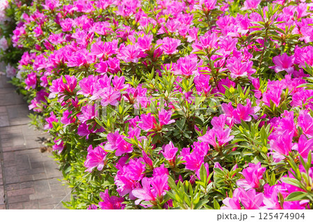 ツツジの花のある風景 清々しいツツジ 街路樹 植木 つつじ ツツジ ツツジ科 ツツジの花のある風景 清々しいツツジ 街路樹 植木 つつじ ツツジ ツツジ科 125474904