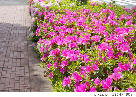 ツツジの花のある風景 清々しいツツジ 街路樹 植木 つつじ ツツジ ツツジ科 ツツジの花のある風景 清々しいツツジ 街路樹 植木 つつじ ツツジ ツツジ科 125474905