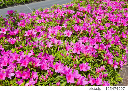 ツツジの花のある風景 清々しいツツジ 街路樹 植木 つつじ ツツジ ツツジ科 ツツジの花のある風景 清々しいツツジ 街路樹 植木 つつじ ツツジ ツツジ科 125474907