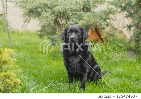 Labrador Retriever dog in his yard on the grass. Black dog, pet outdoors 125474937