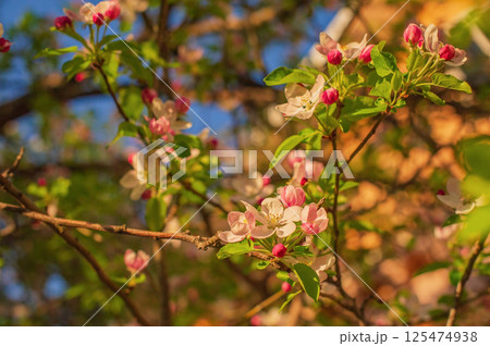 The tree is blooming. Pink apple blossoms and green leaves in spring. Springtime 125474938