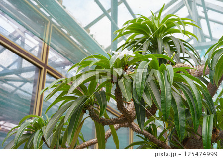 Pachypodium lamerei or Madagascar palm, succulent plant in greenhouse of botanical garden 125474999