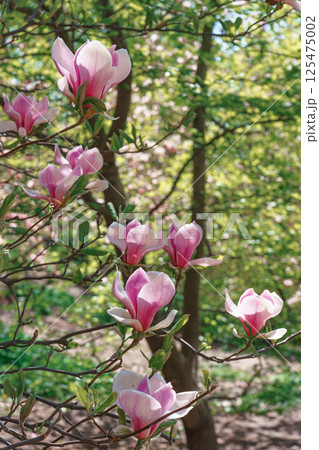 Blooming tree branch with pink Magnolia soulangeana flowers outdoors in garden 125475002