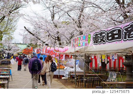 桜満開の上野東照宮の参道と観光客 125475075