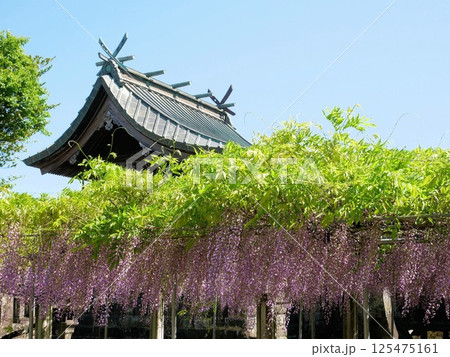 石藤崎八幡宮の藤棚 (熊本県山鹿市) 石藤崎八幡宮の藤棚 (熊本県山鹿市) 125475161