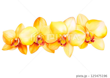 Orchid flower. Delicate watercolor orchid flowers isolated white background. 125475196