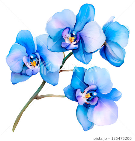 Orchid flower. Delicate watercolor orchid flowers isolated white background. 125475200