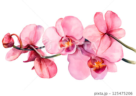 Orchid flower. Delicate watercolor orchid flowers isolated white background. 125475206