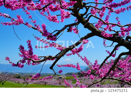 桃の花と富士山 125475251