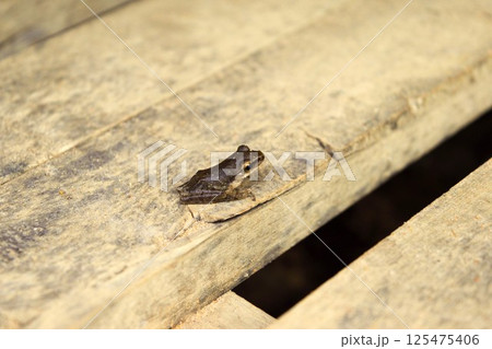 東屋のカエル　カンボジア　1 125475406