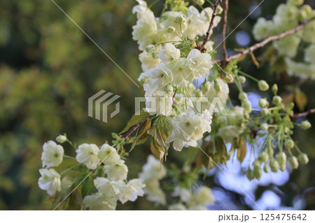 薄緑色の桜　うこんの桜　鬱金　鬱金桜　桜　満開の鬱金 125475642