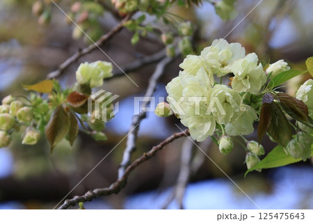 薄緑色の桜 うこんの桜 鬱金 鬱金桜 桜 満開の鬱金 薄緑色の桜 うこんの桜 鬱金 鬱金桜 桜 満開の鬱金 125475643