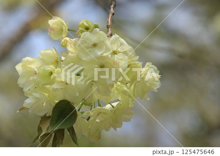 薄緑色の桜　うこんの桜　鬱金　鬱金桜　桜　満開の鬱金 125475646