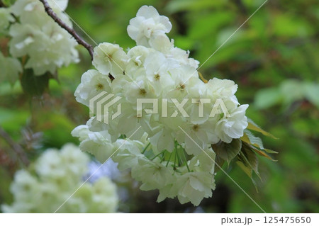 薄緑色の桜 うこんの桜 鬱金 鬱金桜 桜 満開の鬱金 薄緑色の桜 うこんの桜 鬱金 鬱金桜 桜 満開の鬱金 125475650