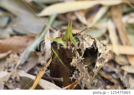 土から穂先を出したタケノコ　 125475865