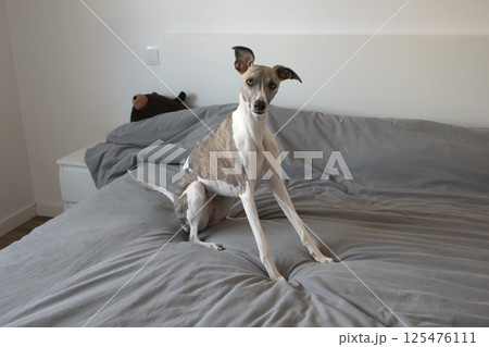 Elegant whippet dog sitting on bed covered with gray bedding in minimalist bedroom Elegant whippet dog sitting on bed covered with gray bedding in minimalist bedroom 125476111