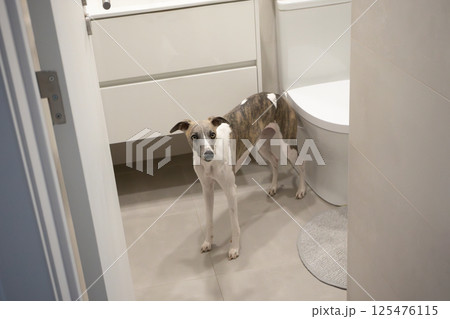 Whippet dog in modern bathroom interior Whippet dog in modern bathroom interior 125476115