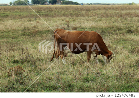 Domestic cow grazing grass Domestic cow grazing grass 125476495