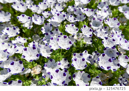 ネモフィラ・マクラータ 125476725