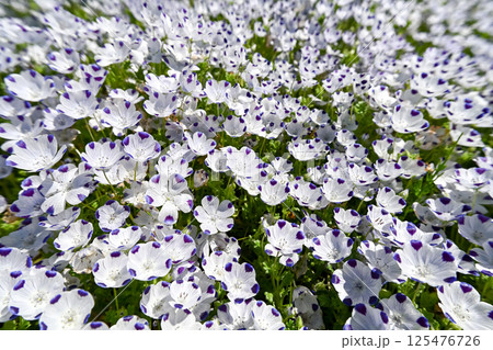 ネモフィラ・マクラータ ネモフィラ・マクラータ 125476726