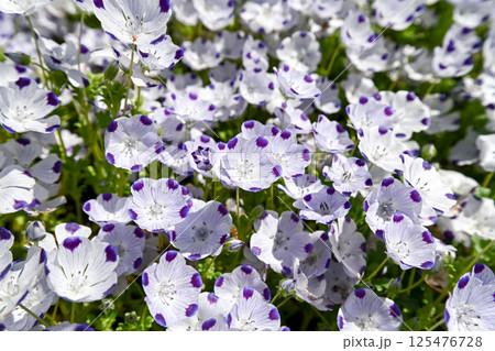 ネモフィラ・マクラータ ネモフィラ・マクラータ 125476728