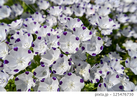 ネモフィラ・マクラータ 125476730