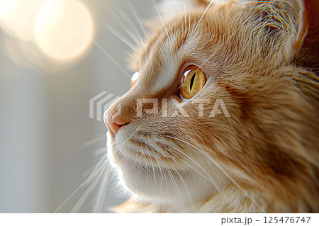 Ultra HD, photorealistic close up of a fluffy orange cat with golden eyes, soft fur and dreamy bokeh 125476747