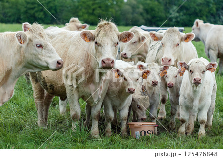 Group of white cows in green field Group of white cows in green field 125476848