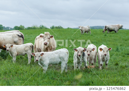 Group of white cows in green field Group of white cows in green field 125476862