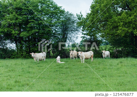 Group of white cows in green field 125476877