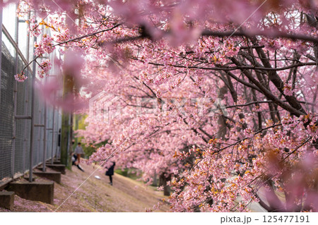 【春】徳島中央公園の蜂須賀桜 125477191
