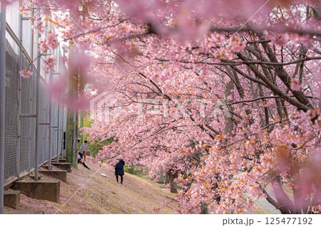 【春】徳島中央公園の蜂須賀桜 125477192