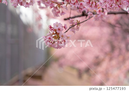 【春】徳島中央公園の蜂須賀桜 125477193
