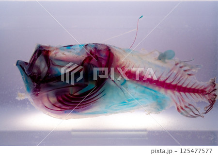 深海魚の骨格標本 深海魚の骨格標本 125477577