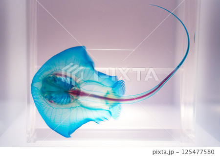 青いエイ標本 125477580