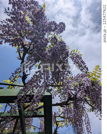下から見る藤の花 下から見る藤の花 125477622