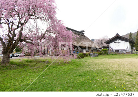 桜と岩手県滝沢市の史跡籠屋敷の藤倉邸の広大な南部曲がり家 125477637