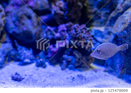 水槽を泳ぐ小さな魚 水槽を泳ぐ小さな魚 125478009