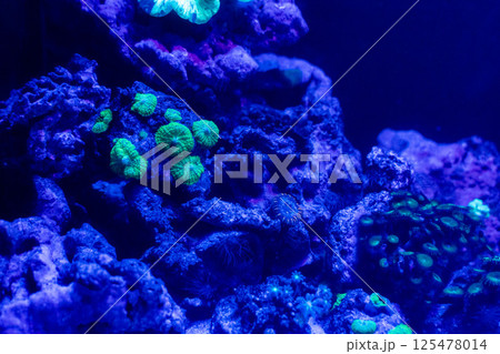 水槽内のサンゴ礁風景 水槽内のサンゴ礁風景 125478014