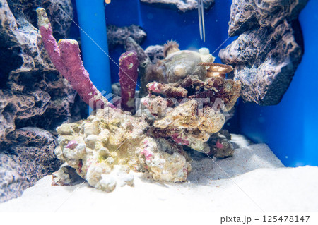 水槽内に隠れるタコ 水槽内に隠れるタコ 125478147