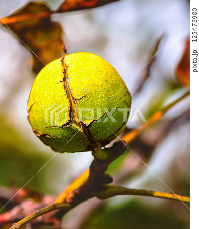 walnut in a green shell, nuts on a tree branch in the autumn. autumn background walnut in a green shell, nuts on a tree branch in the autumn. autumn background 125478980