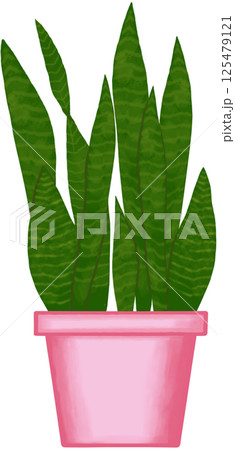 Beautiful green colors of snake plant are growing up in a pink ceramic pot for decorate home and garden. 125479121