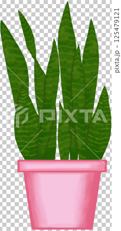 Beautiful green colors of snake plant are growing up in a pink ceramic pot for decorate home and garden. 125479121