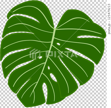 Beautiful fresh green colors of monstera deliciosa plant leaves. Beautiful fresh green colors of monstera deliciosa plant leaves. 125479213