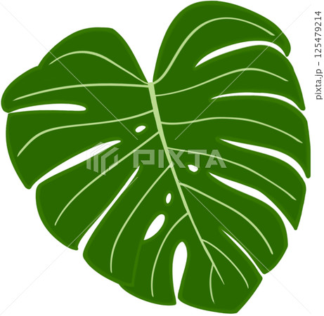 Beautiful fresh green colors of monstera deliciosa plant leaves. 125479214
